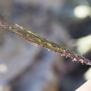 Bothriochloa macra at Michelago, NSW - 1 Dec 2018