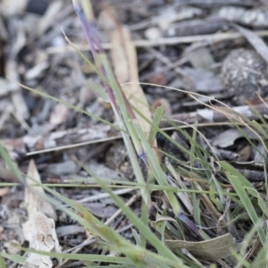 Bothriochloa macra at Michelago, NSW - 1 Dec 2018