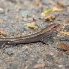 Lampropholis delicata (Delicate Skink) at ANBG - 29 Nov 2018 by TimL