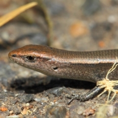 Lampropholis delicata at Hackett, ACT - 29 Nov 2018