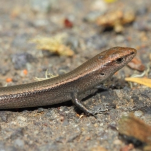 Lampropholis delicata at Hackett, ACT - 29 Nov 2018