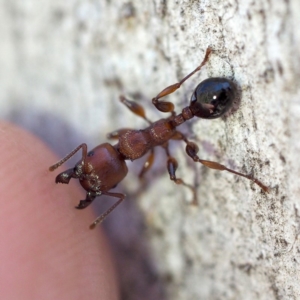 Podomyrma gratiosa at The Ridgeway, NSW - 1 Dec 2018