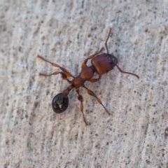 Podomyrma gratiosa at The Ridgeway, NSW - 1 Dec 2018