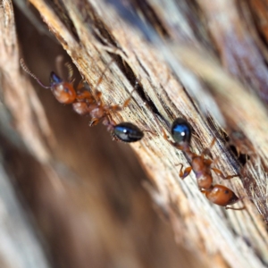 Podomyrma gratiosa at The Ridgeway, NSW - 1 Dec 2018 02:20 PM