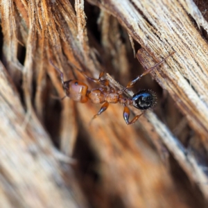 Podomyrma gratiosa at The Ridgeway, NSW - 1 Dec 2018 02:20 PM