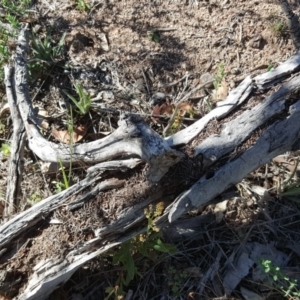 Papyrius nitidus at O'Malley, ACT - suppressed