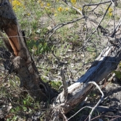 Papyrius nitidus at O'Malley, ACT - suppressed