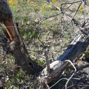 Papyrius nitidus at O'Malley, ACT - suppressed