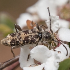 Pempsamacra dispersa (Longhorn beetle) at Paddys River, ACT - 25 Nov 2018 by SWishart