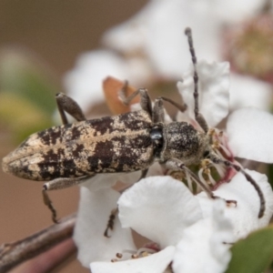 Pempsamacra dispersa at Paddys River, ACT - 25 Nov 2018