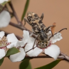 Pempsamacra dispersa at Paddys River, ACT - 25 Nov 2018 11:28 AM