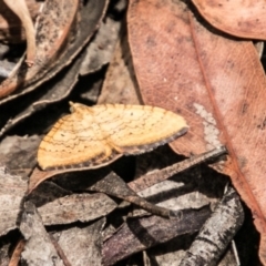 Chrysolarentia correlata (Yellow Carpet) at Paddys River, ACT - 25 Nov 2018 by SWishart