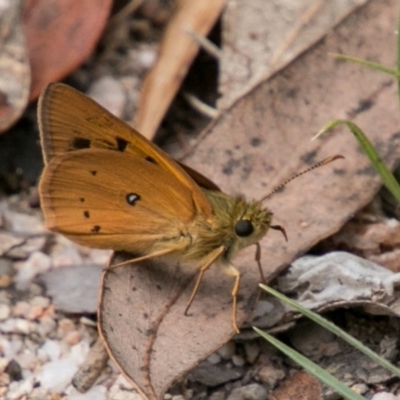 Trapezites eliena (Orange Ochre) at Paddys River, ACT - 25 Nov 2018 by SWishart