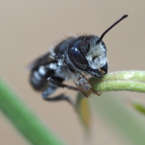 Megachile ferox at Acton, ACT - 2 Dec 2018 12:08 PM