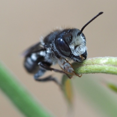 Megachile ferox (Resin bee) at Acton, ACT - 2 Dec 2018 by David