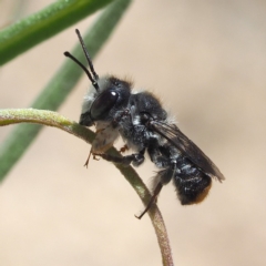 Megachile ferox at Acton, ACT - 2 Dec 2018 12:08 PM