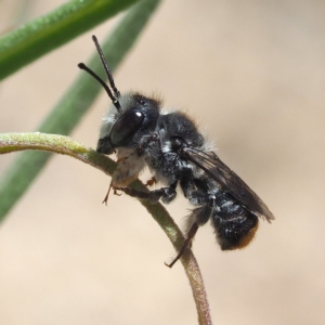 Megachile ferox at Acton, ACT - 2 Dec 2018 12:08 PM