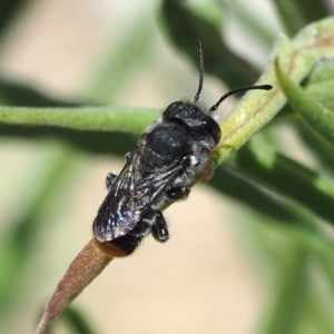 Megachile ferox at Acton, ACT - 2 Dec 2018 12:08 PM