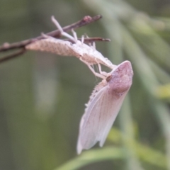 Cicadellidae (family) (Unidentified leafhopper) at Paddys River, ACT - 25 Nov 2018 by SWishart