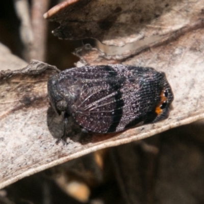 Platybrachys vidua (Eye-patterned Gum Hopper) at Paddys River, ACT - 25 Nov 2018 by SWishart