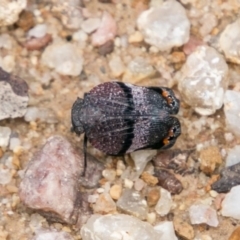 Platybrachys vidua at Paddys River, ACT - 25 Nov 2018