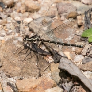 Austroargiolestes calcaris at Paddys River, ACT - 25 Nov 2018