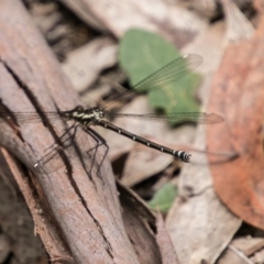 Austroargiolestes calcaris at Paddys River, ACT - 25 Nov 2018 12:40 PM