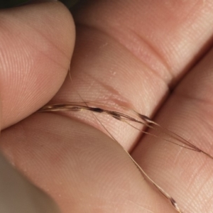 Nassella trichotoma at Michelago, NSW - 1 Dec 2018