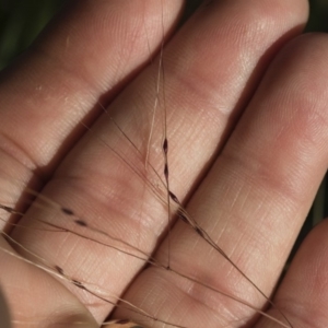 Nassella trichotoma at Michelago, NSW - 1 Dec 2018 05:24 PM