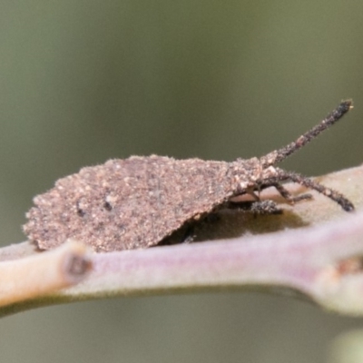 Agriopocoris sp. (genus) (Coreid bug) at Paddys River, ACT - 25 Nov 2018 by SWishart