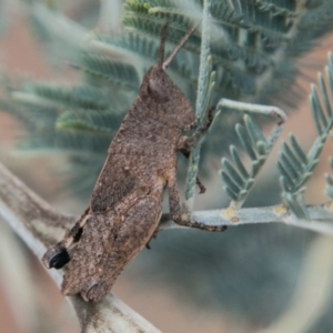 Goniaea opomaloides at Paddys River, ACT - 25 Nov 2018 01:25 PM