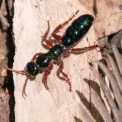 Diamma bicolor (Blue ant, Bluebottle ant) at Paddys River, ACT - 25 Nov 2018 by SWishart