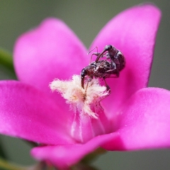 Meriphus fullo (Flower Weevil) at ANBG - 2 Dec 2018 by David