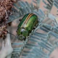 Calomela bartoni (Acacia Leaf Beetle) at Paddys River, ACT - 25 Nov 2018 by SWishart