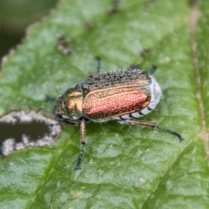 Diphucephala sp. (genus) at Paddys River, ACT - 25 Nov 2018 01:47 PM