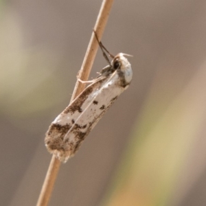 Philobota lysizona at Paddys River, ACT - 25 Nov 2018