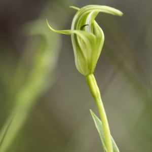 Pterostylis aneba at Paddys River, ACT - 2 Dec 2018