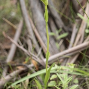 Pterostylis aneba at Paddys River, ACT - suppressed