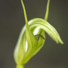 Pterostylis aneba at Paddys River, ACT - suppressed