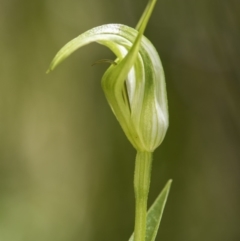 Pterostylis aneba at Paddys River, ACT - 2 Dec 2018