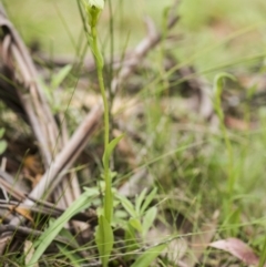 Pterostylis aneba at Paddys River, ACT - suppressed