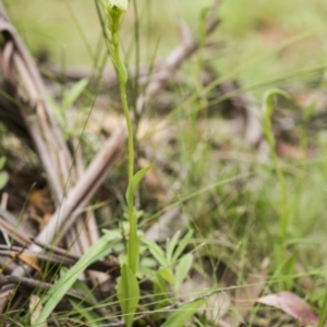 Pterostylis aneba at Paddys River, ACT - suppressed