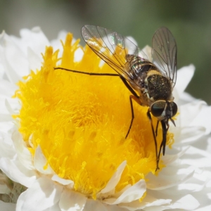 Australiphthiria hilaris at Acton, ACT - 2 Dec 2018