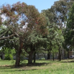 Macropus giganteus at Kingston, ACT - 2 Dec 2018 12:06 PM