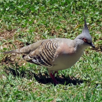 Ocyphaps lophotes (Crested Pigeon) at Fyshwick, ACT - 2 Dec 2018 by RodDeb