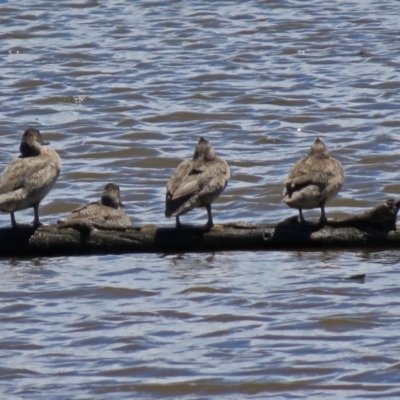 Stictonetta naevosa (Freckled Duck) at Fyshwick, ACT - 2 Dec 2018 by RodDeb