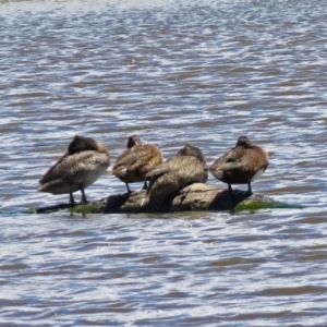 Stictonetta naevosa at Fyshwick, ACT - 2 Dec 2018