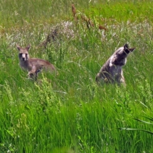 Macropus giganteus at Fyshwick, ACT - 2 Dec 2018 01:44 PM