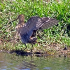 Gallinago hardwickii (Latham's Snipe) at Fyshwick, ACT - 2 Dec 2018 by RodDeb