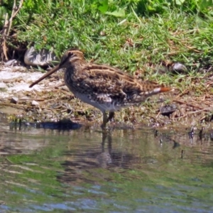 Gallinago hardwickii at Fyshwick, ACT - 2 Dec 2018